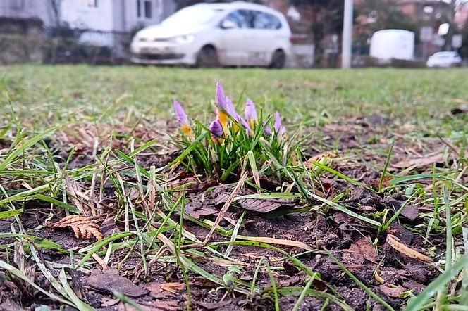 Pierwsze krokusy na Jasnych Błoniach