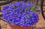 Lobelia 