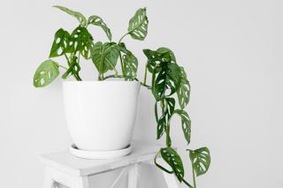 monstera monkey mask