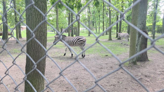 Zaglądamy do mieszkańców bydgoskiego ZOO. Kto mieszka w sercu Myślęcinka?