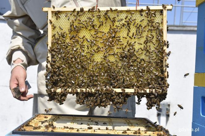Gdynia: Pszczoły na dachu urzędu miasta zakończyły właśnie rekordowy sezon
