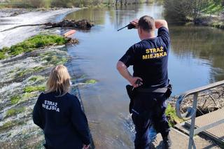 Starszy mężczyzna utonął po wywrotce kajaka. 40-latka cudem uniknęła śmierci