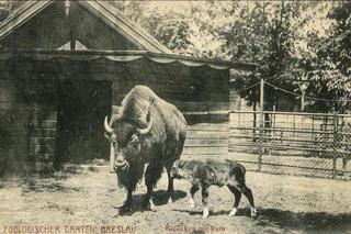 To się działo we Wrocławiu ponad 100 lat temu!