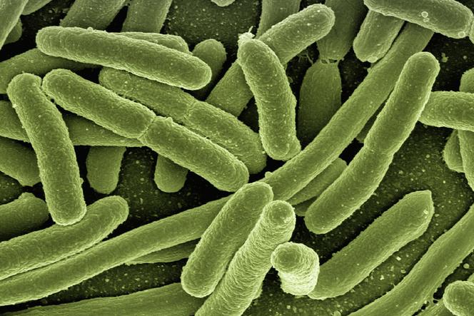  Prawie 2 tys. ludzi musi UWAŻAĆ, co pije! Bakterie coli pod Ciechanowem!