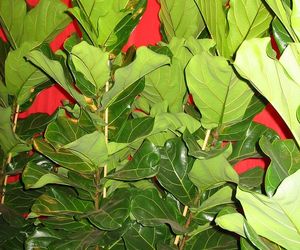 Figowiec lirolistny = fikus liriolistny = figowiec dębolistny - Ficus lyrata