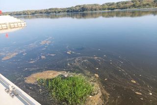 Wisła w Fordonie wyraźnie przybrała i przyspieszyła. Duża woda niesie mnóstwo śmieci i zanieczyszczeń