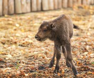 W ZOO Wrocław urodziły się dwa małe żubrzątka. Zobacz, jakie to słodziaki [ZDJĘCIA]