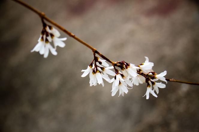 Abeliofylum koreańskie - Abeliophyllum distichum