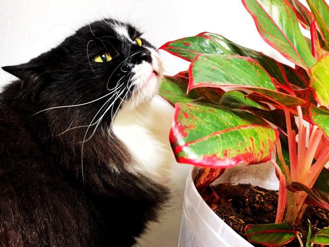 Rośliny niebezpieczne dla kota