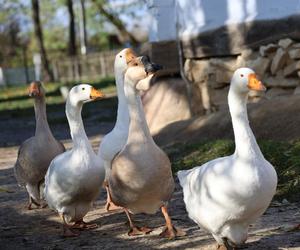 Zachwycający listopad w Muzeum Wsi Lubelskiej! Tak prezentuje się jesienny skansen [ZDJĘCIA]