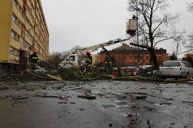 Złamane drzewo uszkodziło samochód na ul. Podhalańskiej w Szczecinie