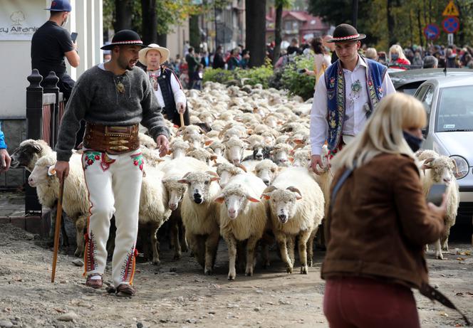 Jesienny redyk owiec w Szczawnicy