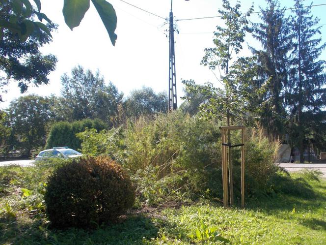 Miejska plantacja konopi w Wilanowie