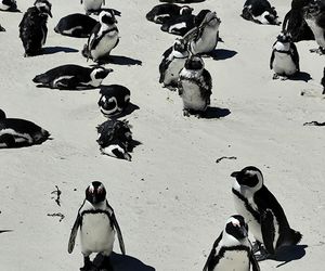 To on ratuje pingwiny przylądkowe. Paweł Borecki z ZOO Wrocław w Afryce