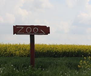 Pomysł na wycieczkę niedaleko Lublina? Zoo w Wojciechowie to idealny kierunek!