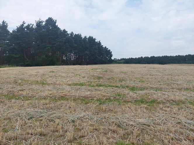 Akcja na polu, gdzie znaleziono Wampirkę z Pnia. Młodzi chodzili z detektorami, niedługo wracają tam archeolodzy