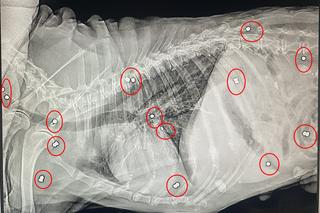 Bagier był żywą tarczą leczniczą