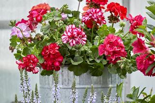 Pelargonia 