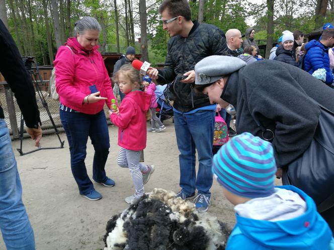 Owce z myślęcińskiego zoo pozbyły się nadmiaru wełny. Zobaczcie, jak wyglądało ich strzyżenie! [ZDJĘCIA]