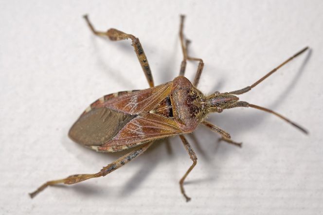 Wtyk amerykański (Leptoglossus occidentalis)