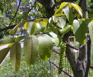 Orzech włoski - Juglans regia