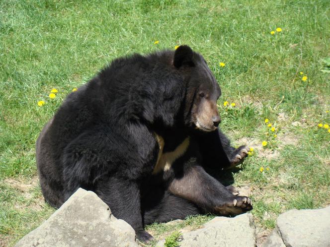 Tak wyglądają zwierzęta mieszkające w śląskim ZOO