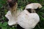 Grzyby w maju. Jakie jadalne gatunki grzybów można teraz zbierać?