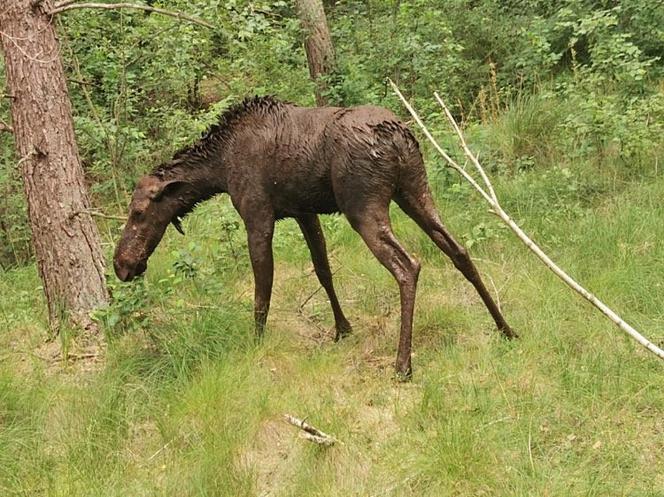 Uratowano tonącego w bagnie łosia