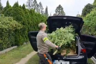 Działkowiec z Piaseczna obok pomidorów sadził marihuanę. Plantacja w rękach policji