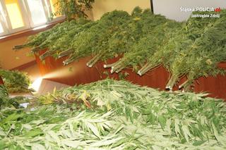 Prawie 300 krzewów, z których powstałoby aż 100 tysięcy porcji marihuany! Plantacja zlikwidowana