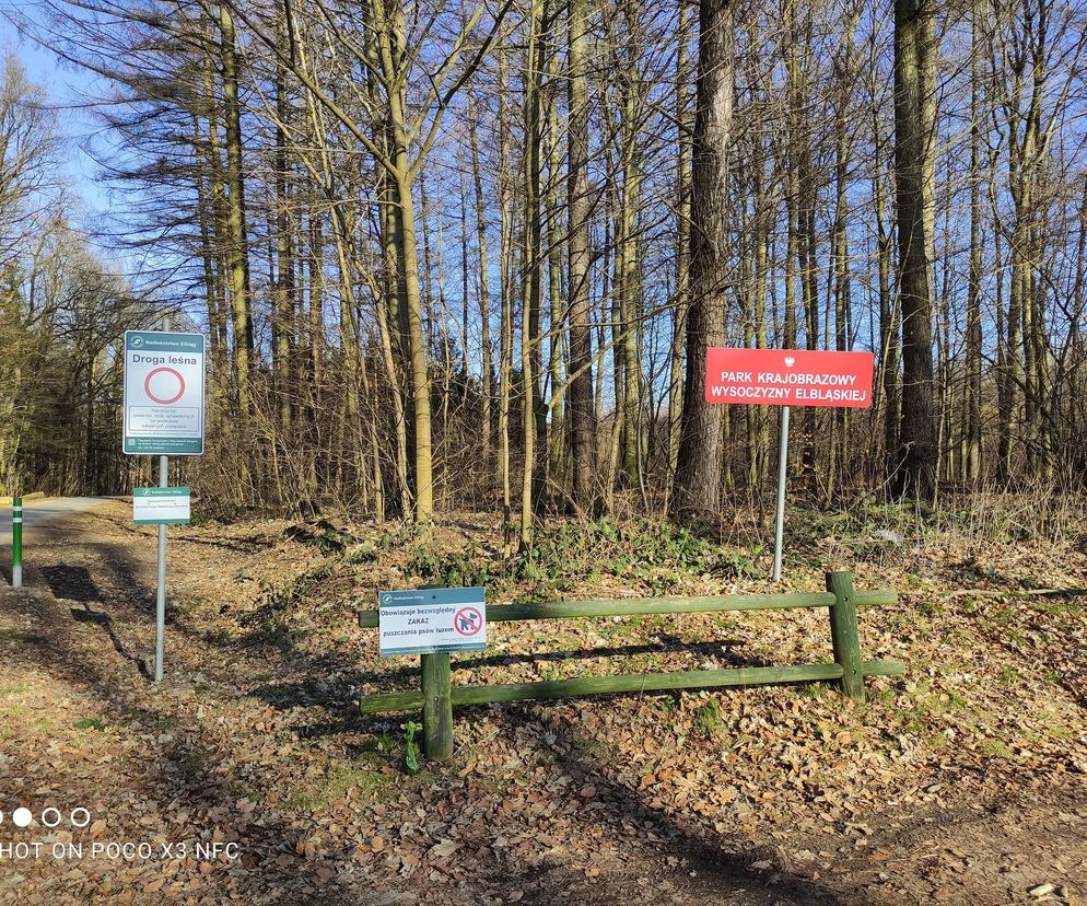 lasy Nadleśnictwa Elbląg