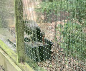 Zaglądamy do mieszkańców bydgoskiego ZOO. Kto mieszka w sercu Myślęcinka?