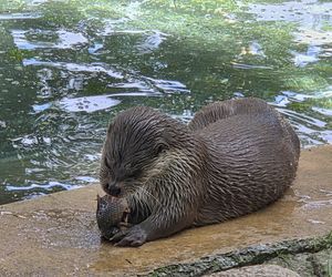 Pokazowe karmienie w myślęcińskim zoo to prawdziwy hit! Sprawdziliśmy to na miejscu