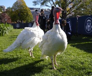 Ułaskawienie indyków rozpoczęło obchody Święta Dziękczynienia    