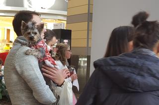 Miss i mister yorków w SCC