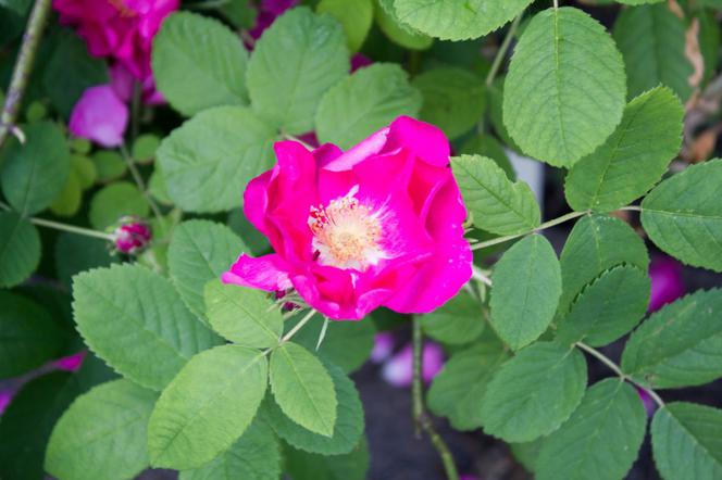 Róża francuska - Rosa gallica