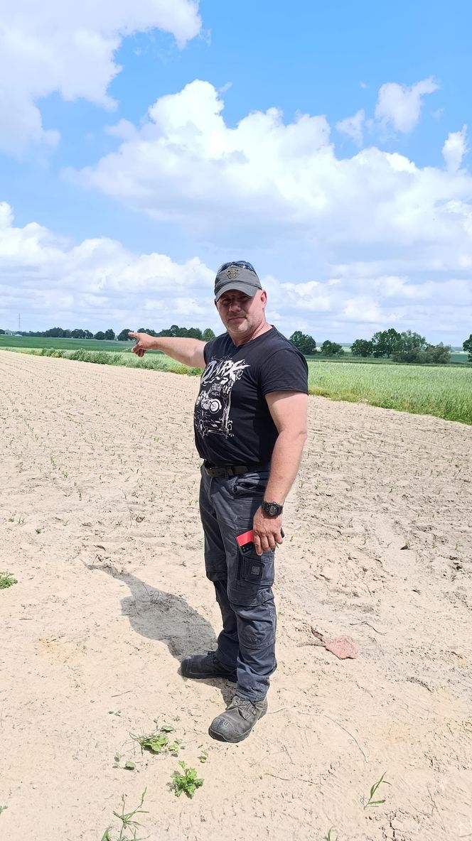 Żurawie zjadły mi kukurydzę