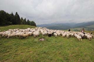 Pierwszy polski park narodowy powstał w Małopolsce. Cieszy się popularnością od ponad 90 lat 