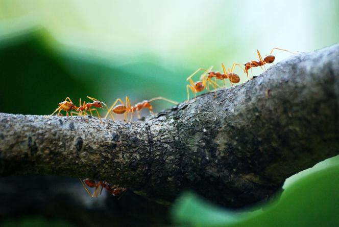 Mrówki faraona w domu - jak się ich pozbyć?