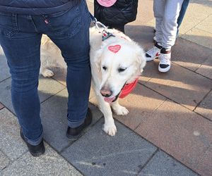 33. Finał WOŚP z grupą krakowskich Golden Retrieverów