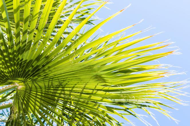 Waszyngtonia nitkowata - Washingtonia filifera