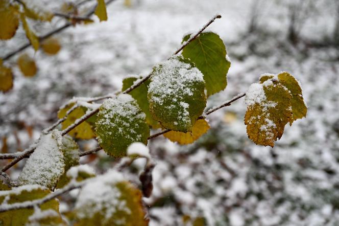 Śnieg w Przemyślu