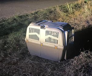 Ktoś wsadził psa do transportera i porzucił obok działek w Bydgoszczy! Policja szuka właściciela