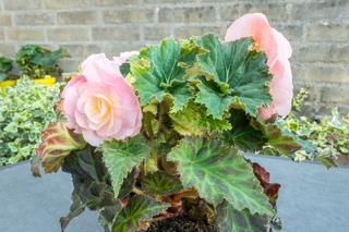 Begonia bulwiasta