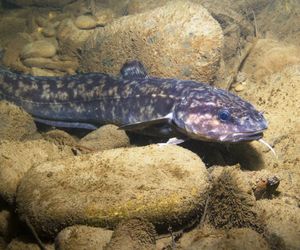 Miętus: wartość odżywcza i zastosowanie kulinarne miętusa