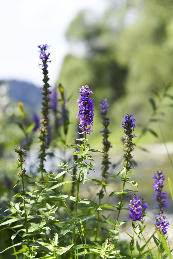 Glamping Lichoty i Wrońskiej