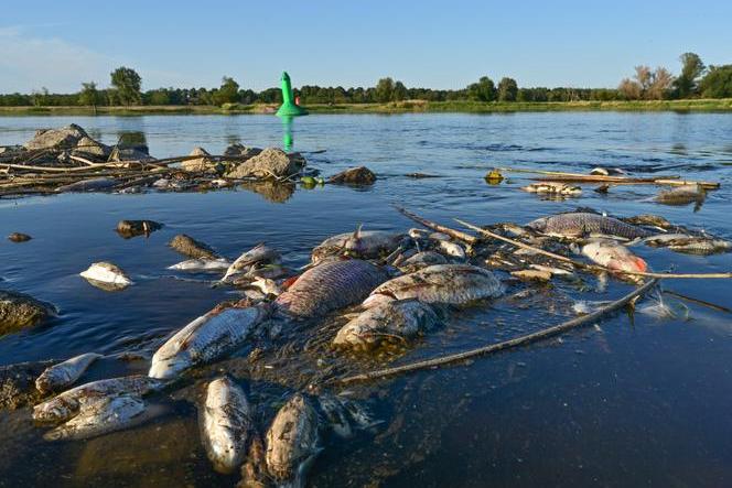 Najnowsze wyniki badań zwierząt z Odry