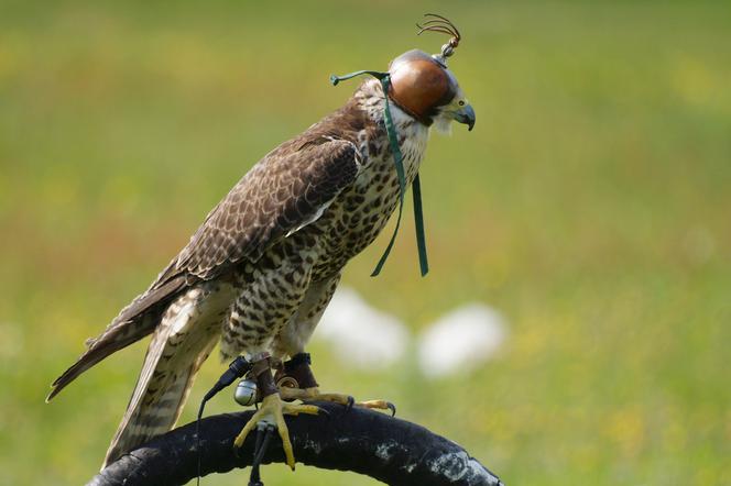 Rozpoczęło się płoszenie gawronów w rzeszowskich parkach