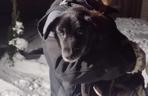Bity pies porzucony przez właściciela. „Leżał zwinięty w kulkę w śniegu”