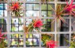 Oplątwa: Tillandsia ionantha